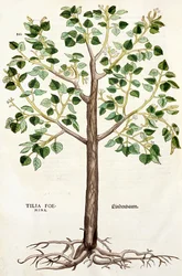 Tilia Foemina, Tilleul, illustration de 